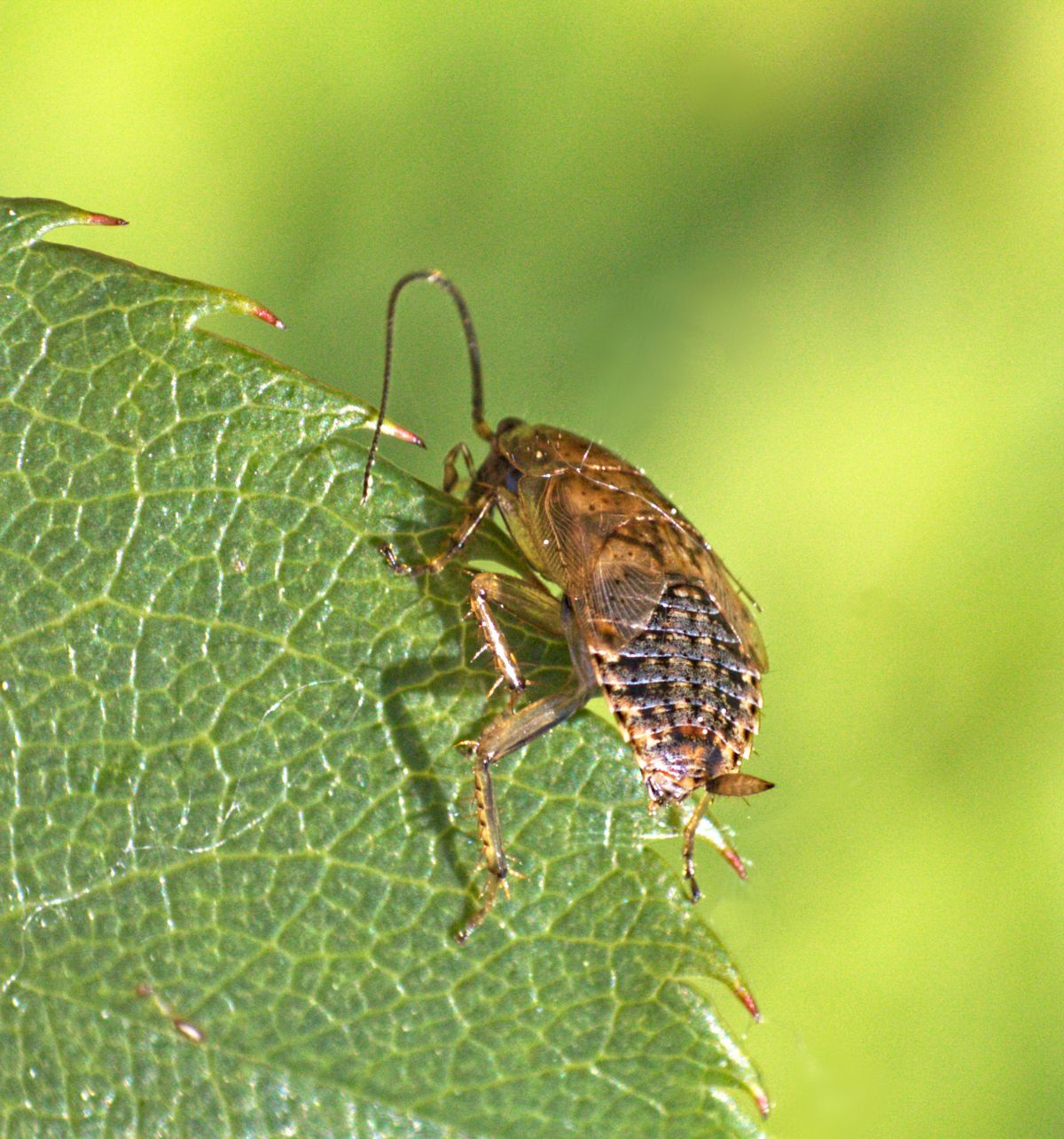 Probabile Ectobius pallidus